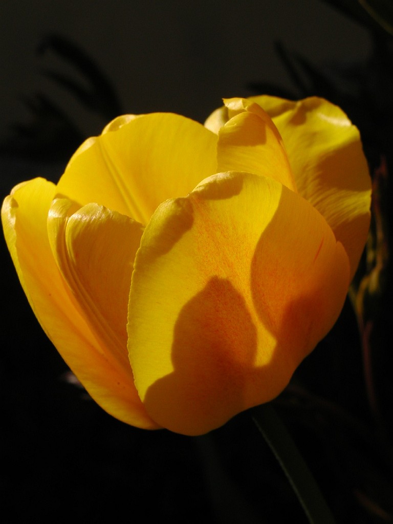 29.06.2008 - Tulpe