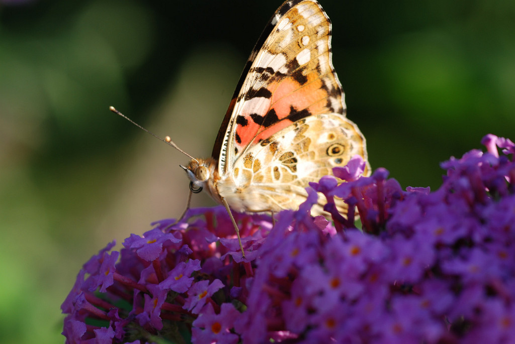 11.07.2009 - Schmetterling und Flieder