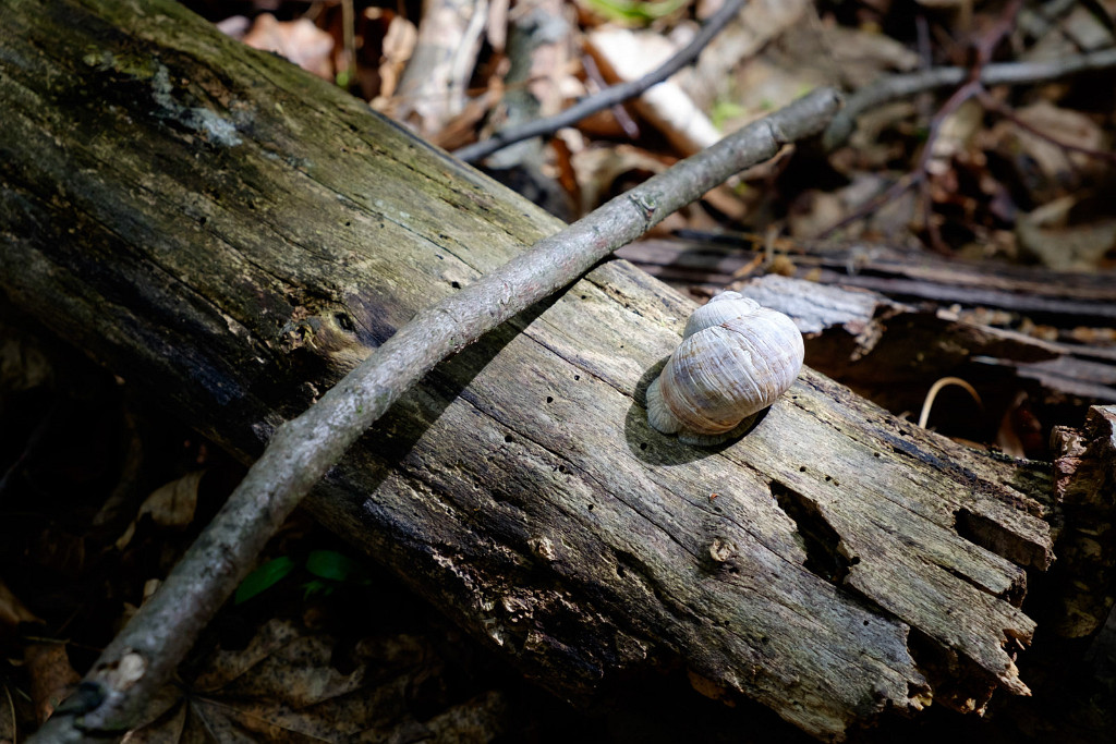 16.05.2016 - Waldbewohner