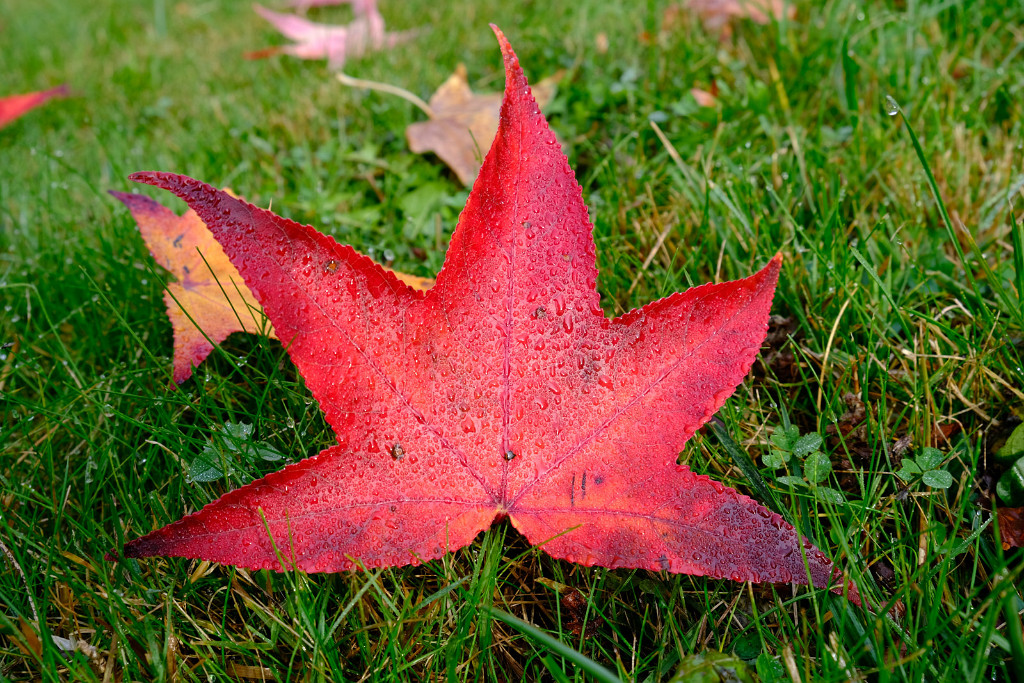 11.11.2022 - Herbstfarben