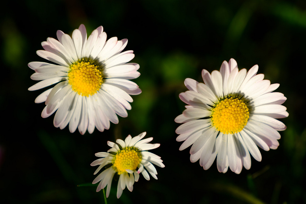 22.04.2023 - Gänseblümchen