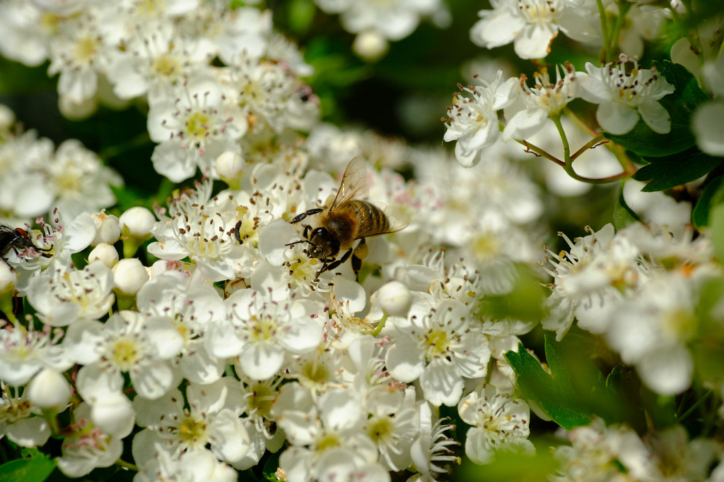 20.05.2023 - Bienenjause